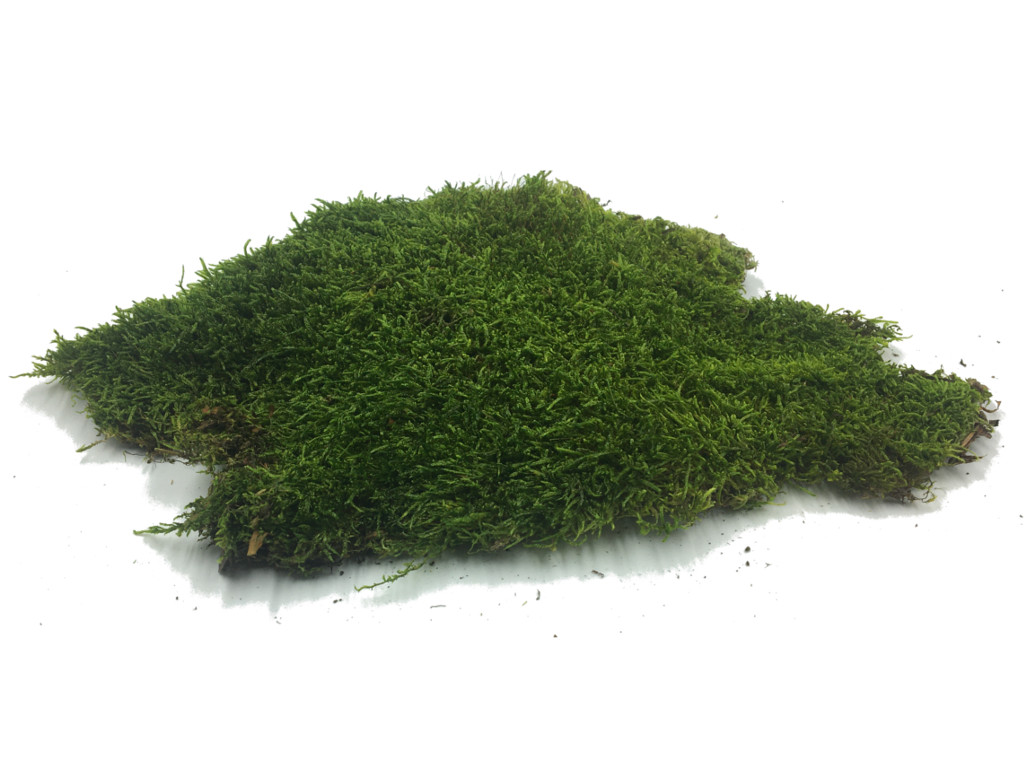 Preserved Moss Mat 18x48 – Palm Bungalow